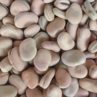 廠家批發(fā)云南特產(chǎn)農(nóng)家自種新貨蠶豆 干蠶豆 油炸炒貨原料五谷雜糧